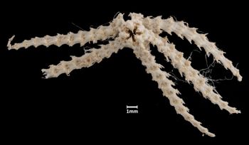 Media type: image;   Invertebrate Zoology OPH-2147 Aspect: ventral